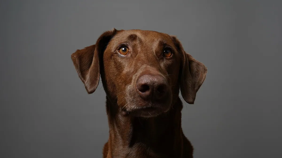 Bladder Cancer in Dogs: Causes and Early Signs