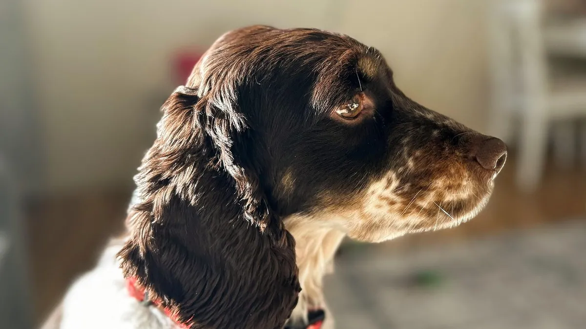 Bladder Cancer in Dogs: Survival Rate and Prognosis