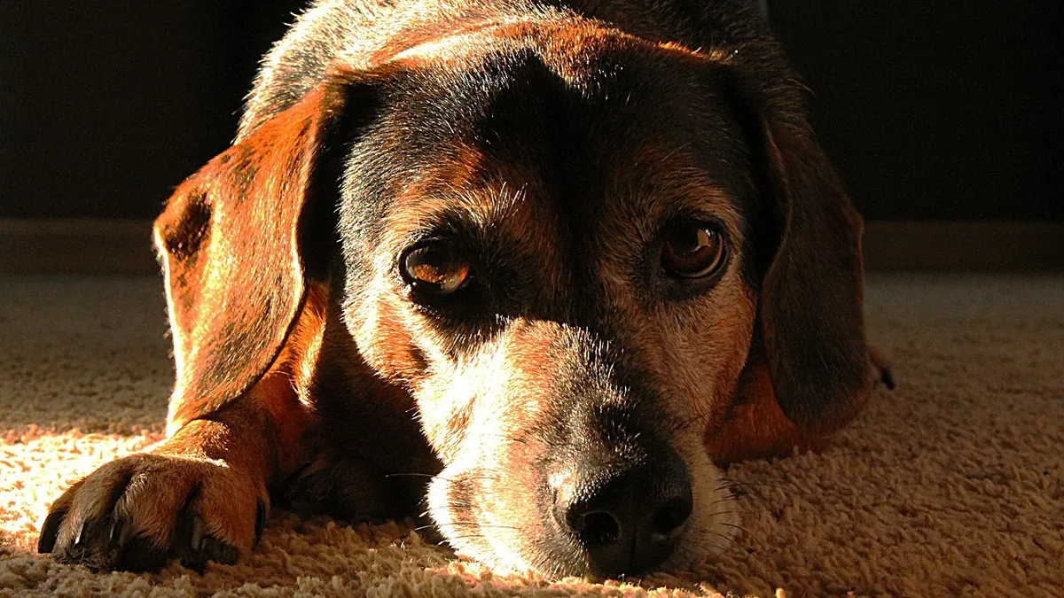 Is Bleach Harmful to Dogs? Fumes, Paws, and Skin