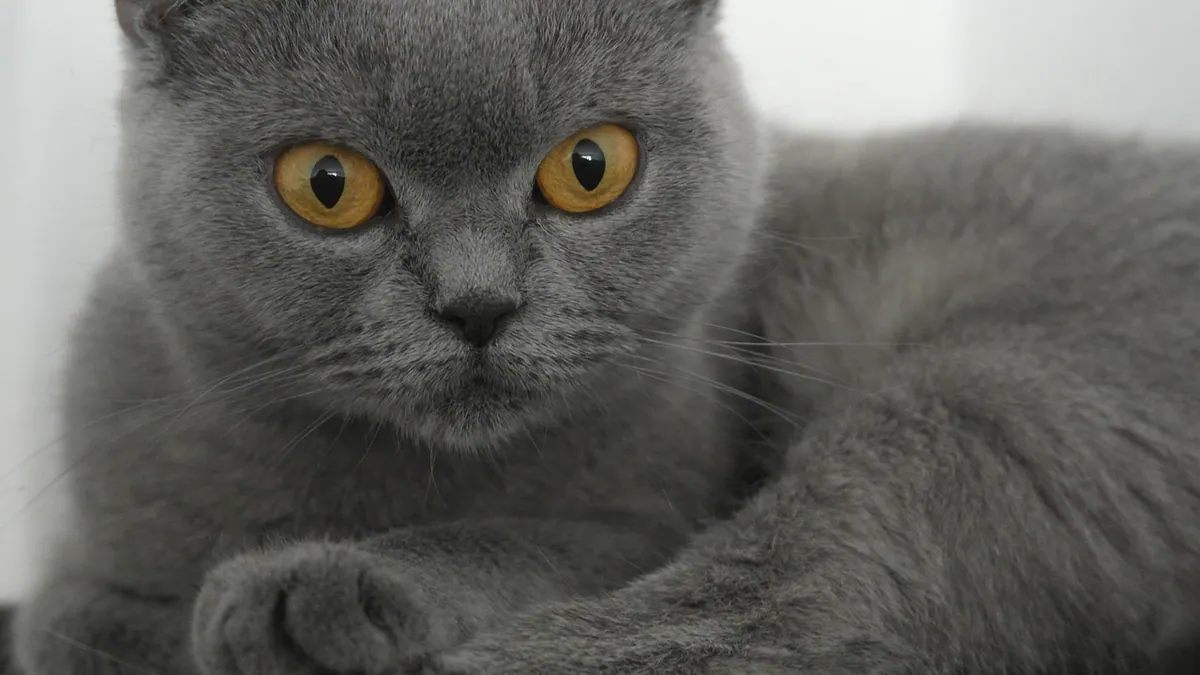 Is Bleach Harmful to Cats? Fumes, Dilution, Safety