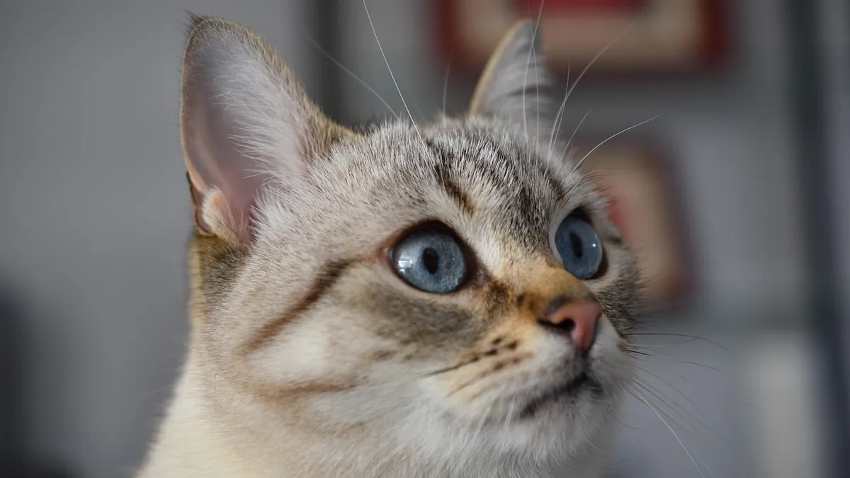 Blindness in Cats After Anesthesia: Causes and Outlook