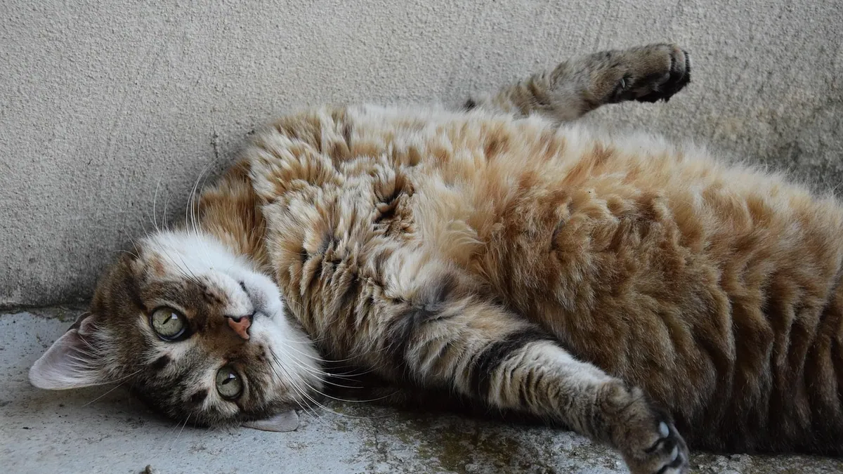 Bloat in Cats: Causes of a Bloated Belly and What to Do