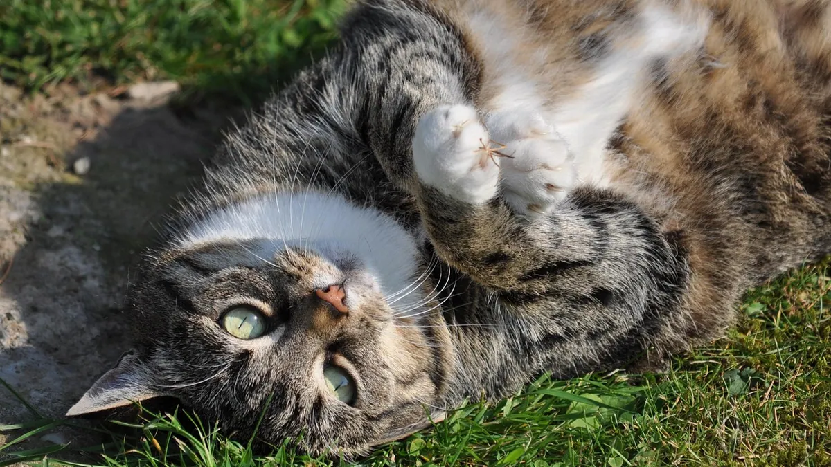 Bloat in Cats: Treatment Options and Home Care Limits
