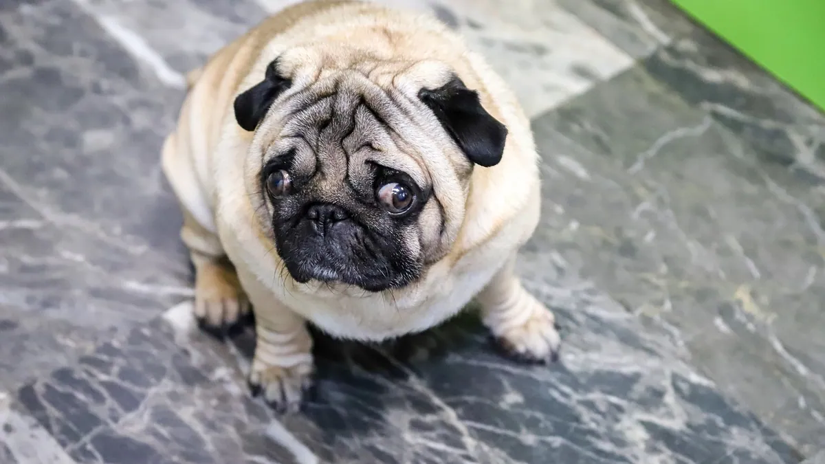 Bloat in Dogs X-Ray: What the Vet Sees