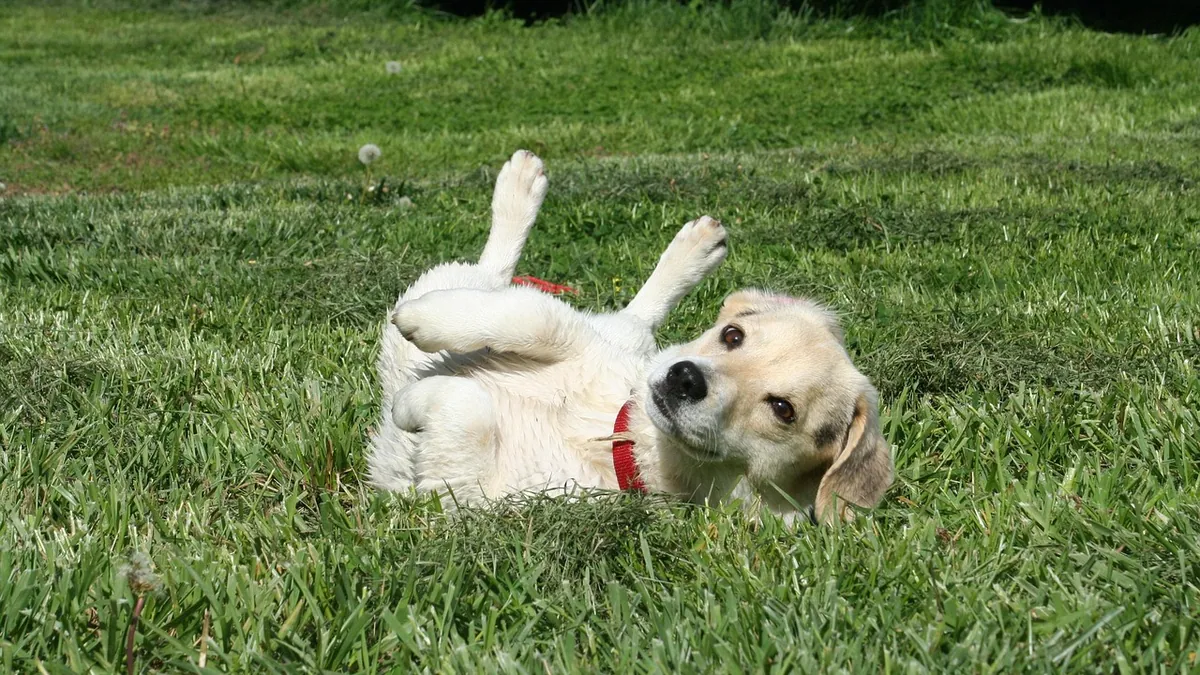 Bloated Belly in Dogs: Causes of a Distended Abdomen
