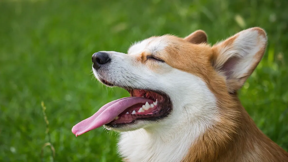 Blood Clots in Dog Urine: Causes and Next Steps