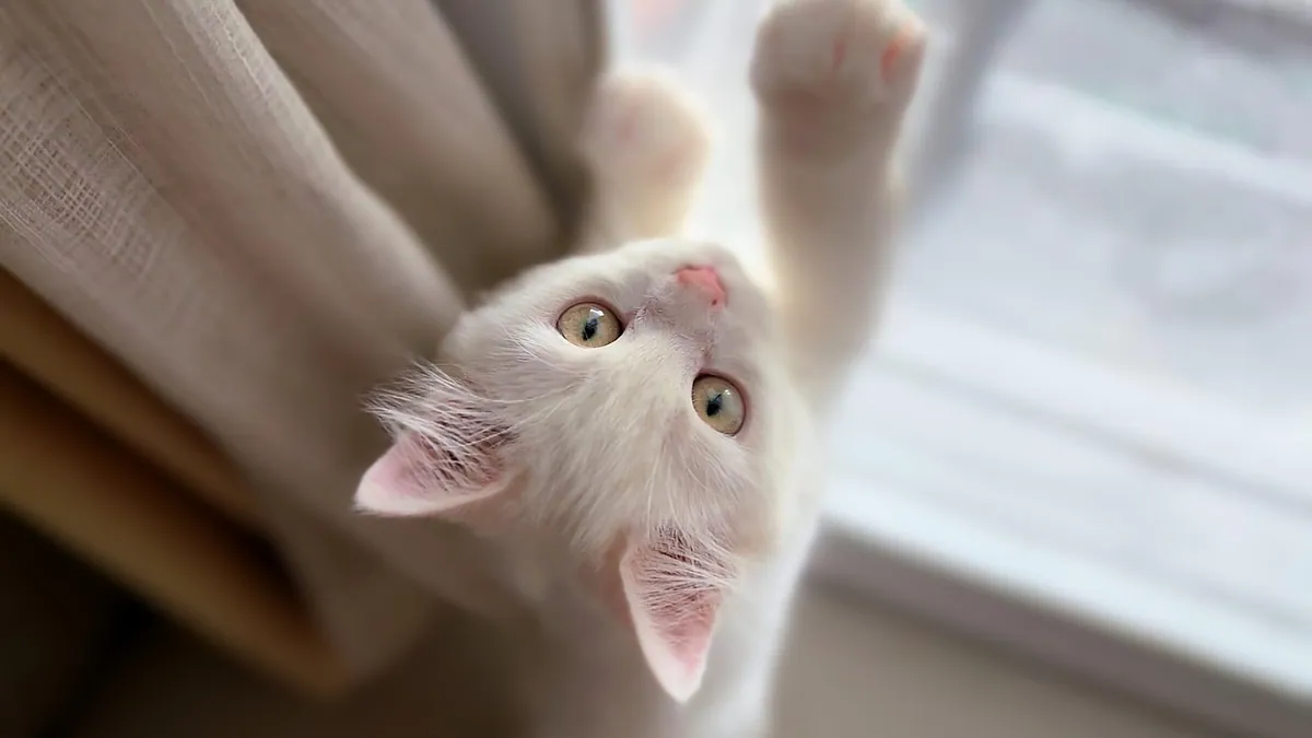 Blood in Kitten Poop: Causes and When to Worry