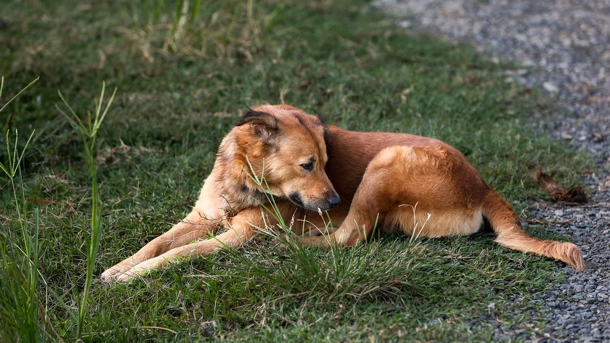 Blood in Urine in Male Dogs With No Pain