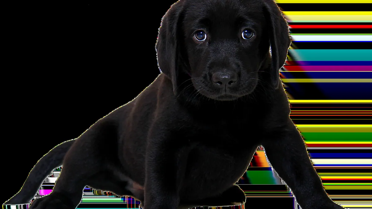 Blood in Dog Urine or Stool: Treatment Options