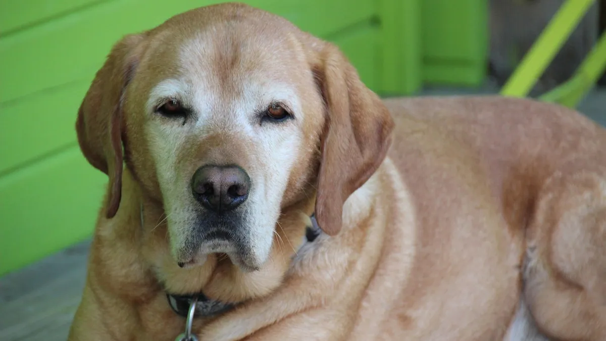 Blood in Urine or Stool in Senior Dogs