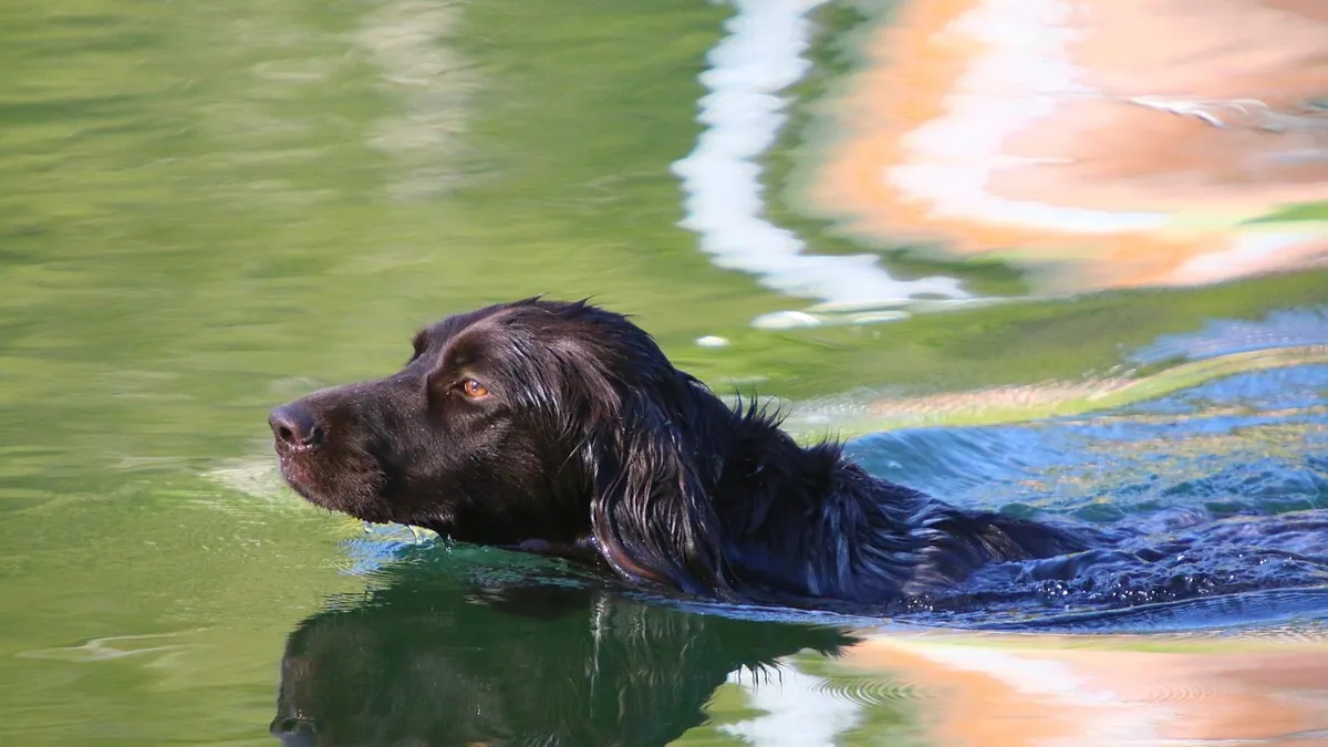 Blue-Green Algae Poisoning in Dogs: Signs and Treatment
