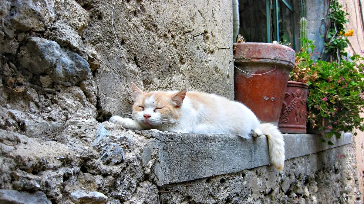 Is Blue Moon Wisteria Toxic to Cats? Safety Guide