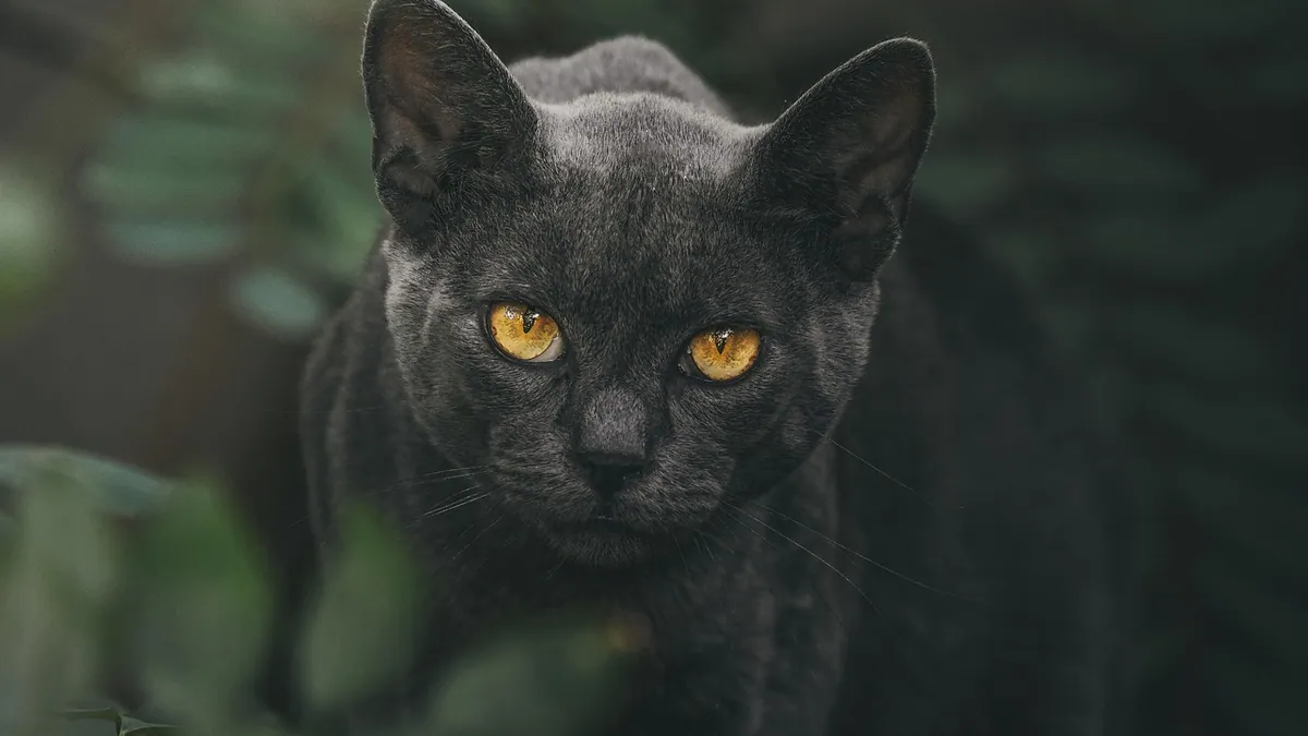 Bone Cancer in a Cat's Face or Skull: Signs and Options