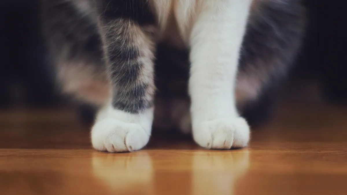 Bone Cancer in Cats: Leg and Paw Tumors Explained