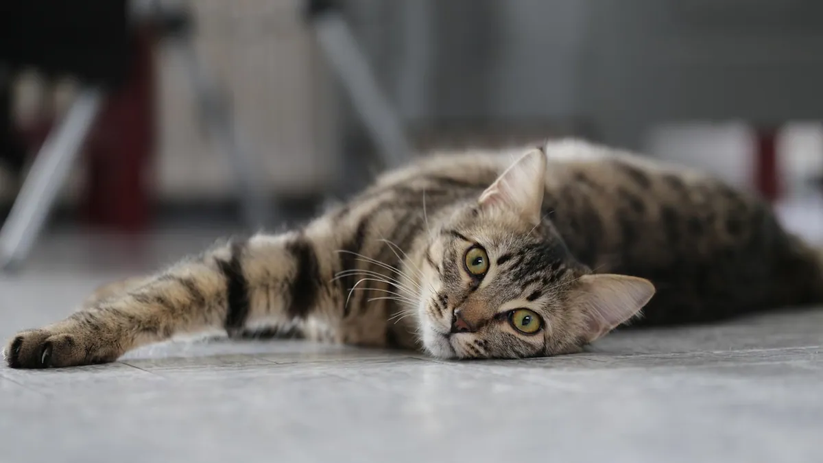 Bone Cancer in Cats: Treatment and Prognosis