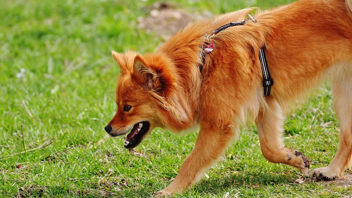 Bone Cancer in Dogs' Legs: Symptoms, Diagnosis, and Options