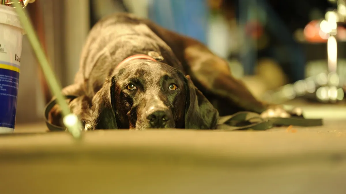 Bone Cancer in Dogs: Life Expectancy With and Without Treatment