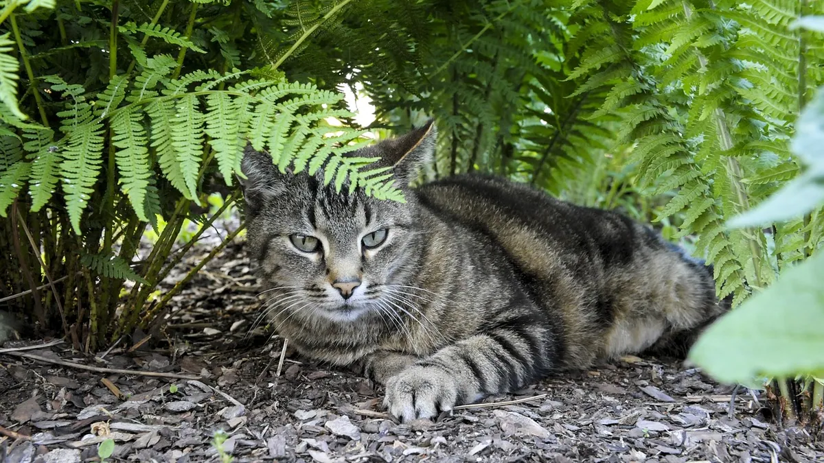 Are Boston Ferns Toxic to Cats? Safe or Not?