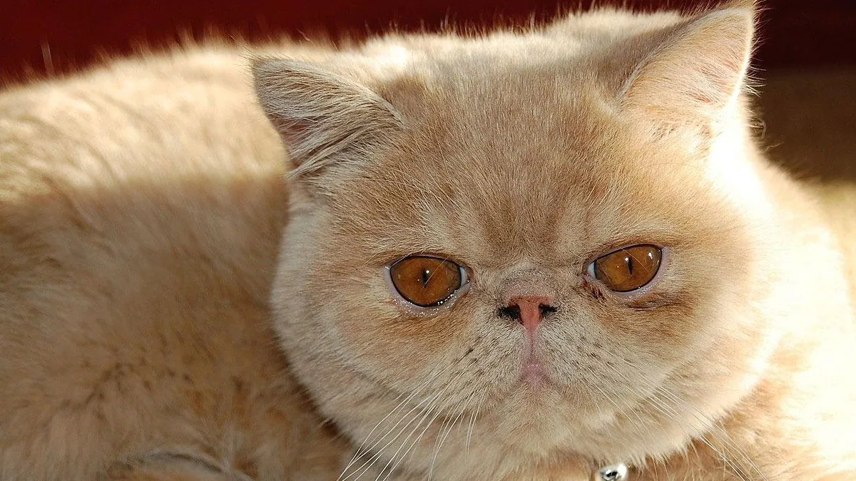 Brachycephalic Airway Syndrome in Cats: Signs and Surgery