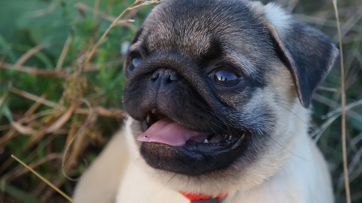 Brachycephalic Airway Syndrome in Dogs: Warning Signs