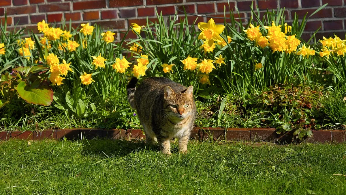 Are Bridal Crown Daffodils Toxic to Cats?