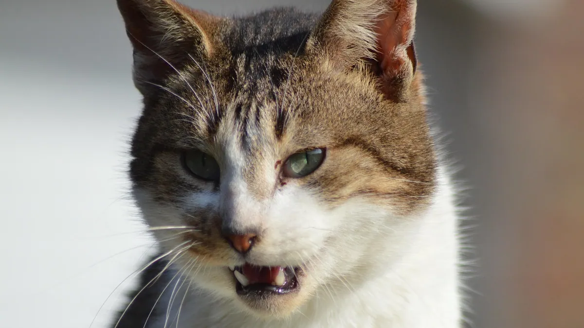 Broken Tooth in a Cat: Treatment for Fractures and Lesions