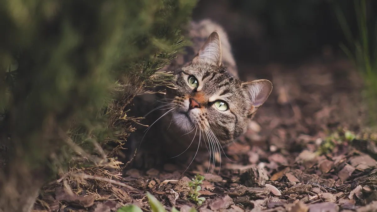 Is Bronze Pilea Toxic to Cats? Safety Guide