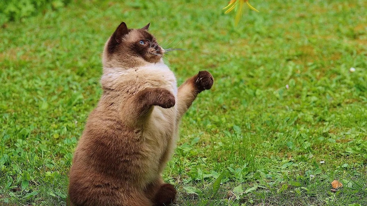 Are Bubbles Safe for Cats to Play With? What to Know