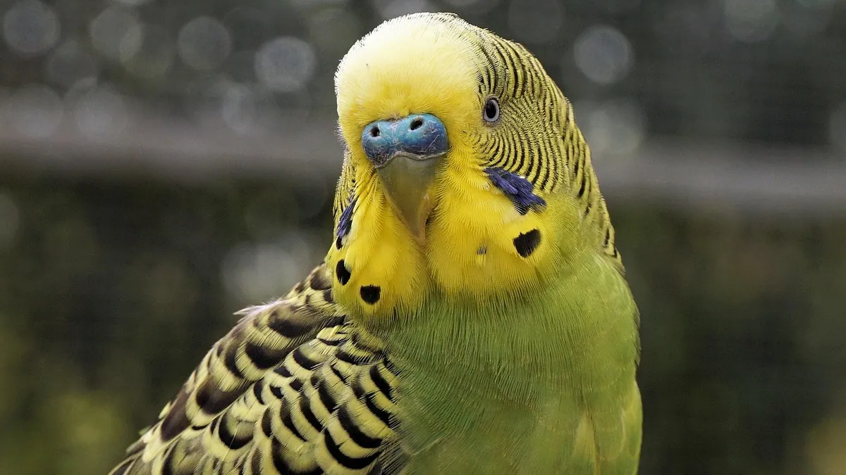 Why Is My Budgie Chirping or Not Chirping?