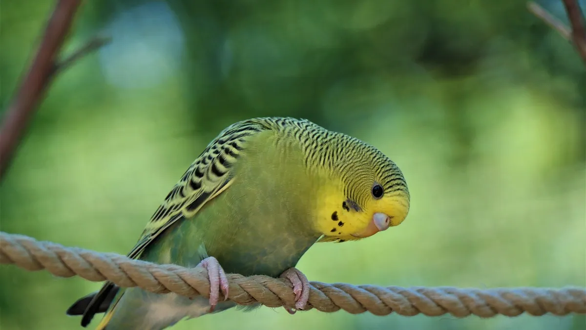 Why Does My Budgie Dance? Head Bobbing and Mating Moves