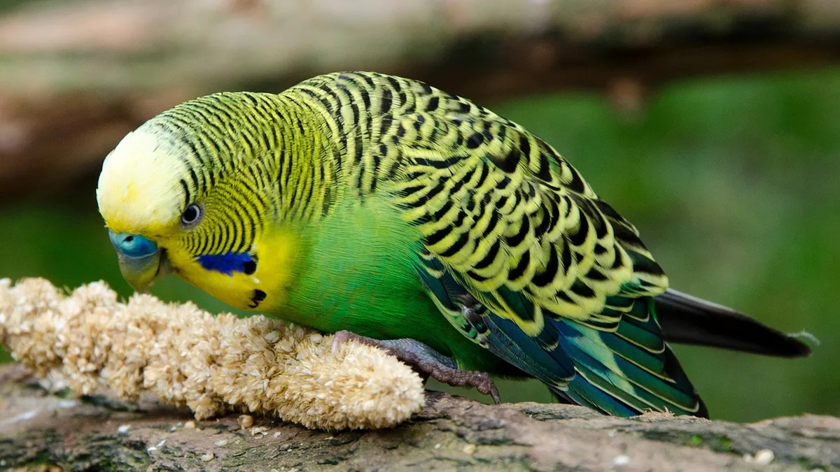 Why Is My Budgie Eating So Much? Causes to Check