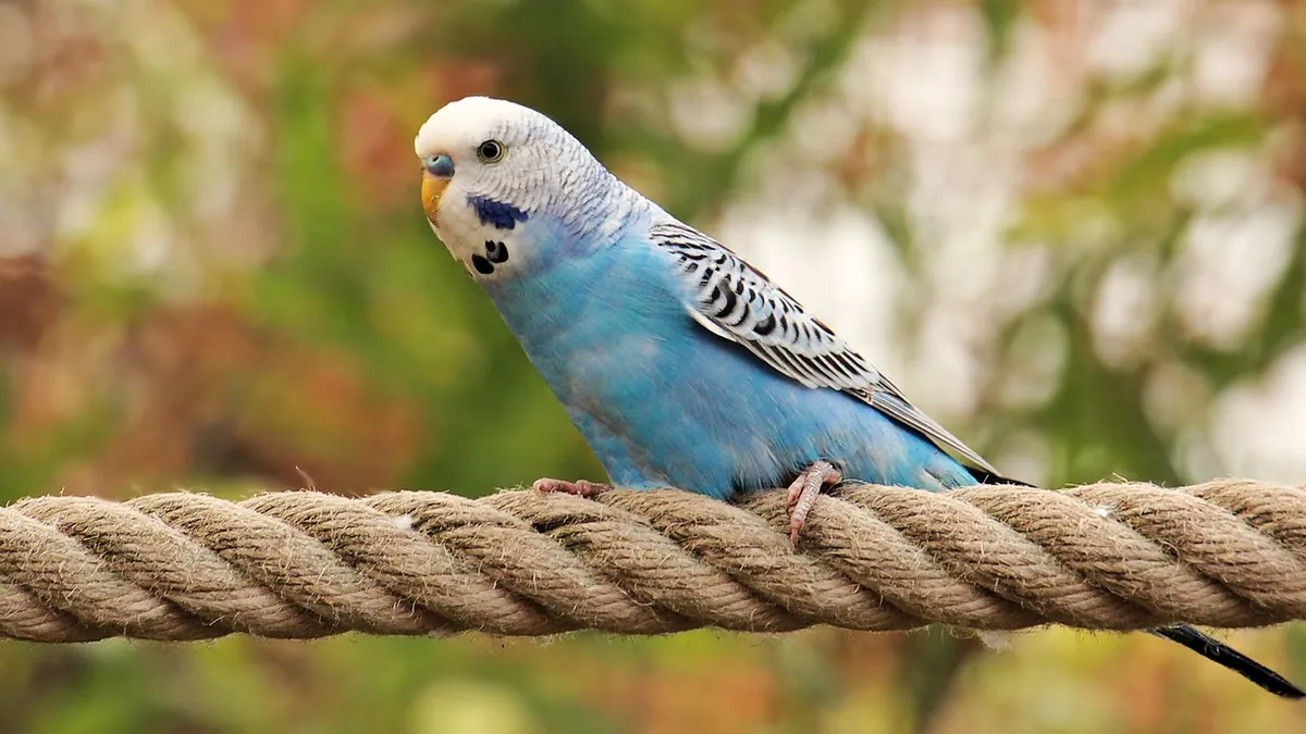 Why Is My Budgie Flapping Its Wings? 7 Reasons