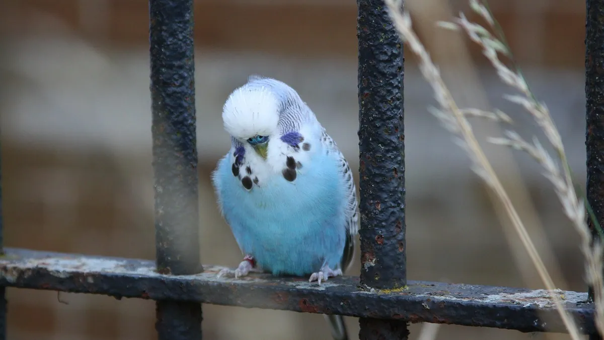 Why Is My Budgie Laying Down? When It's Serious