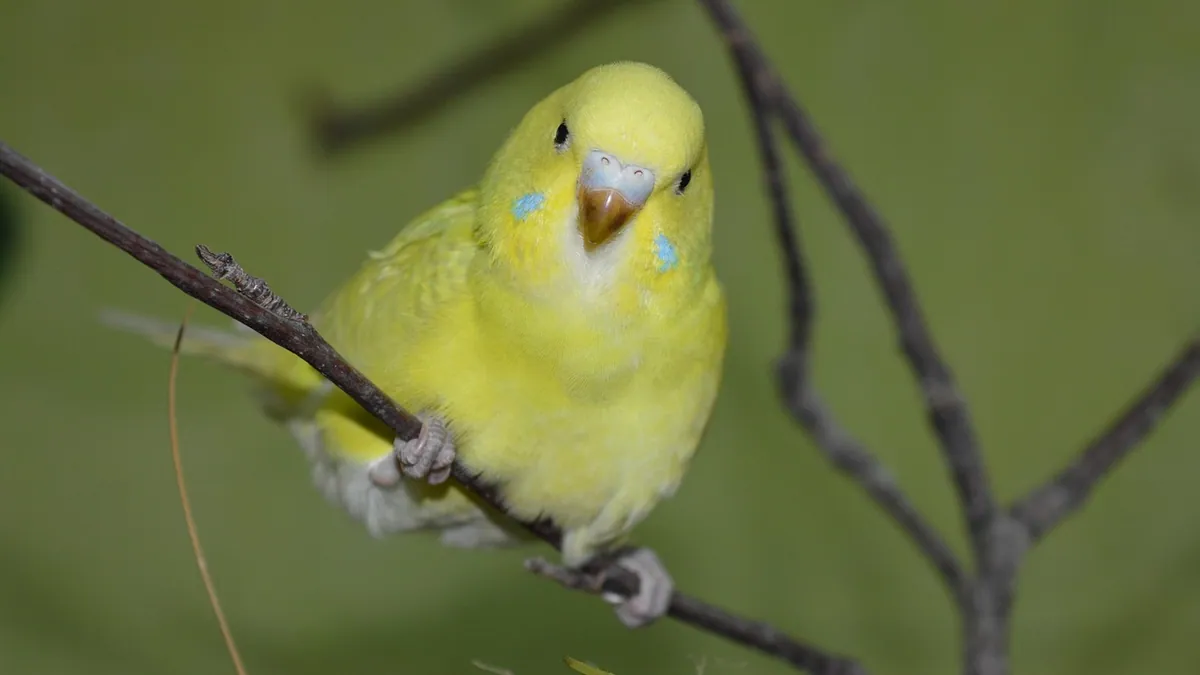 Why Is My Budgie Panting? Causes of Open-Mouth Breathing