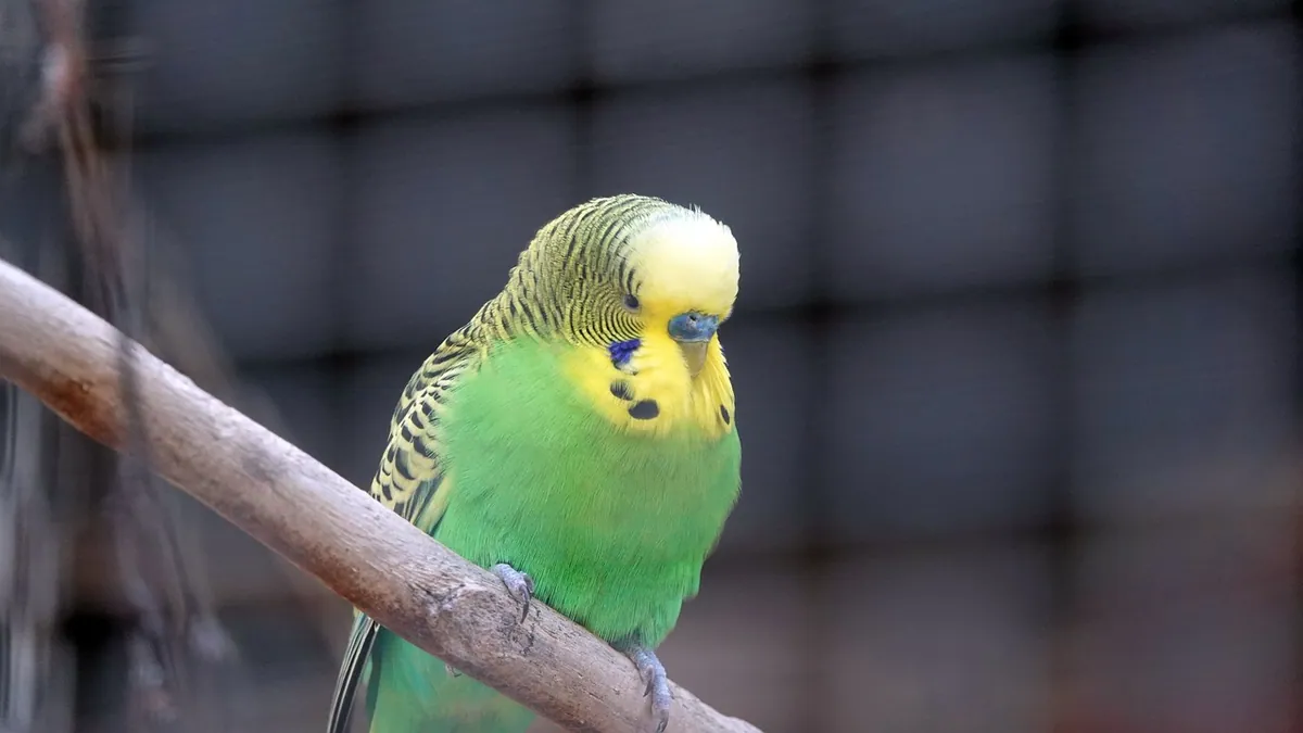 Budgie Poop Color and Consistency: What's Normal and What's Not