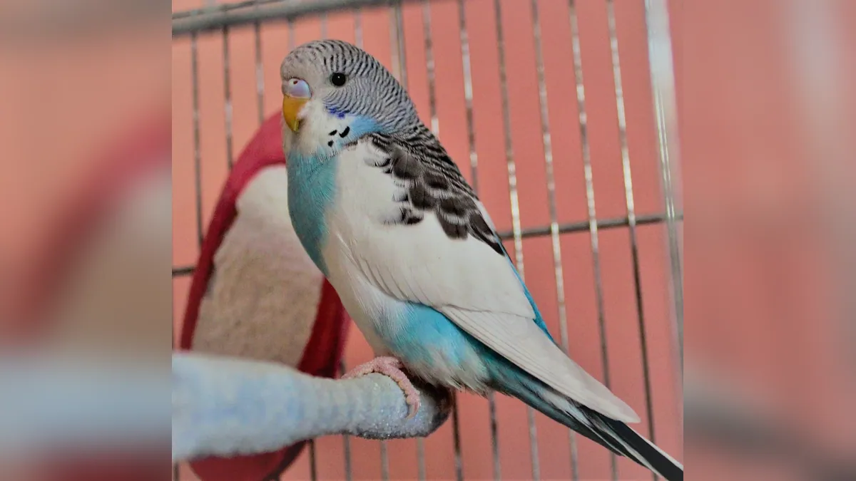 Why Is My Budgie Rubbing Its Head on the Perch?