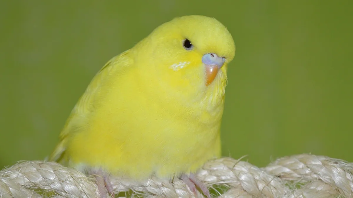 My Budgie Is Sick: What to Do Right Now