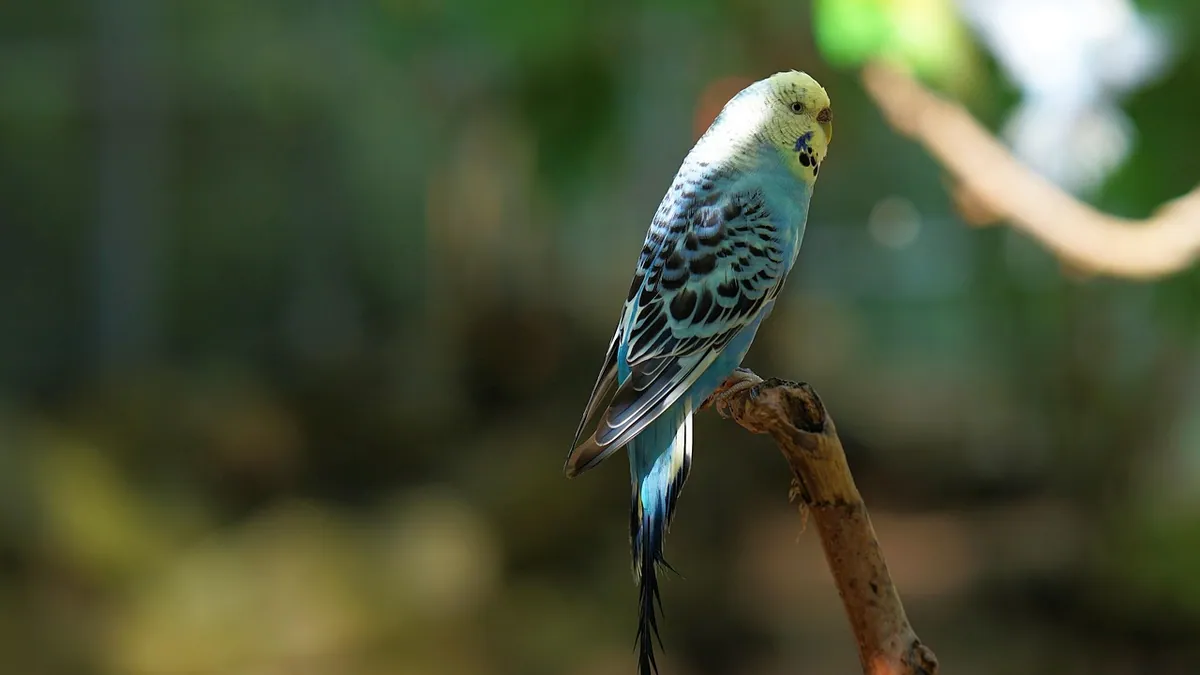 Budgie Tail Bobbing: When It's Normal and When It's Serious