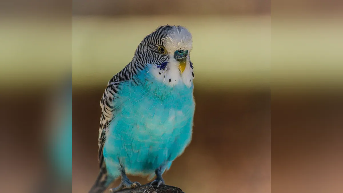 Why Is My Budgie Throwing Up Seeds? Regurgitation Explained