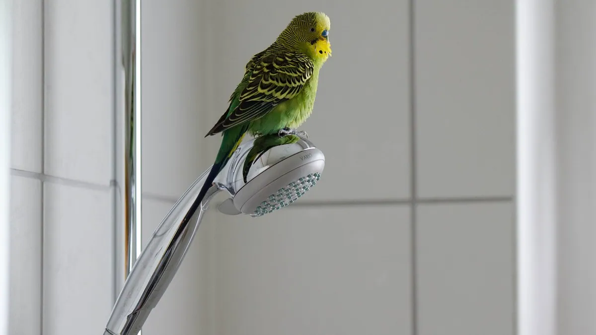 How Much Water Should a Budgie Drink? Normal and Not