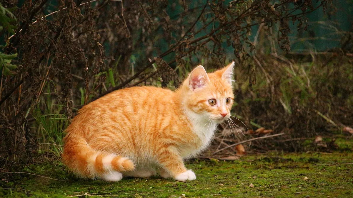 Are Bufo Toads Toxic to Cats? Signs and First Aid