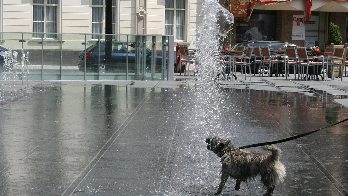Is Bug Spray Harmful to Dogs?