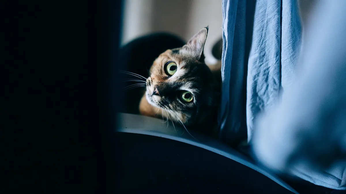 Is Bug Spray Poisonous to Cats? Mosquito and Raid