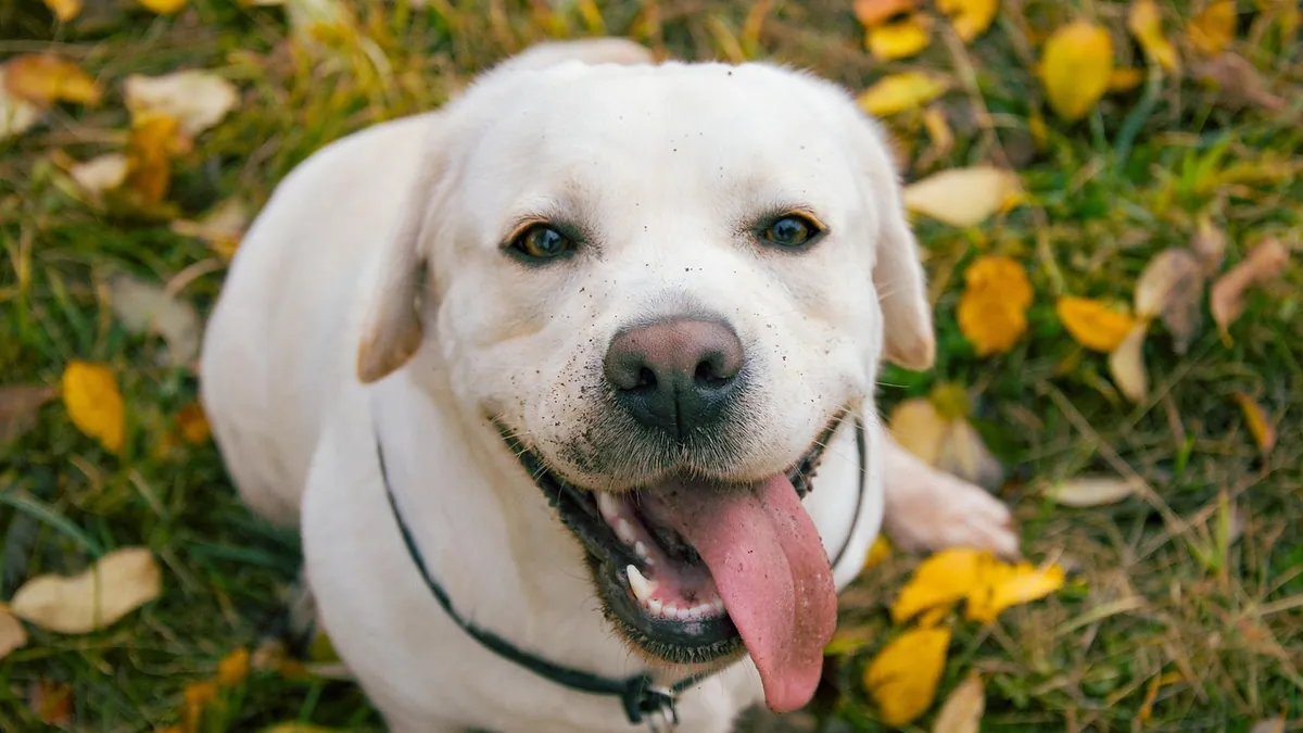Bump on a Dog's Knuckle: Causes and When to See a Vet