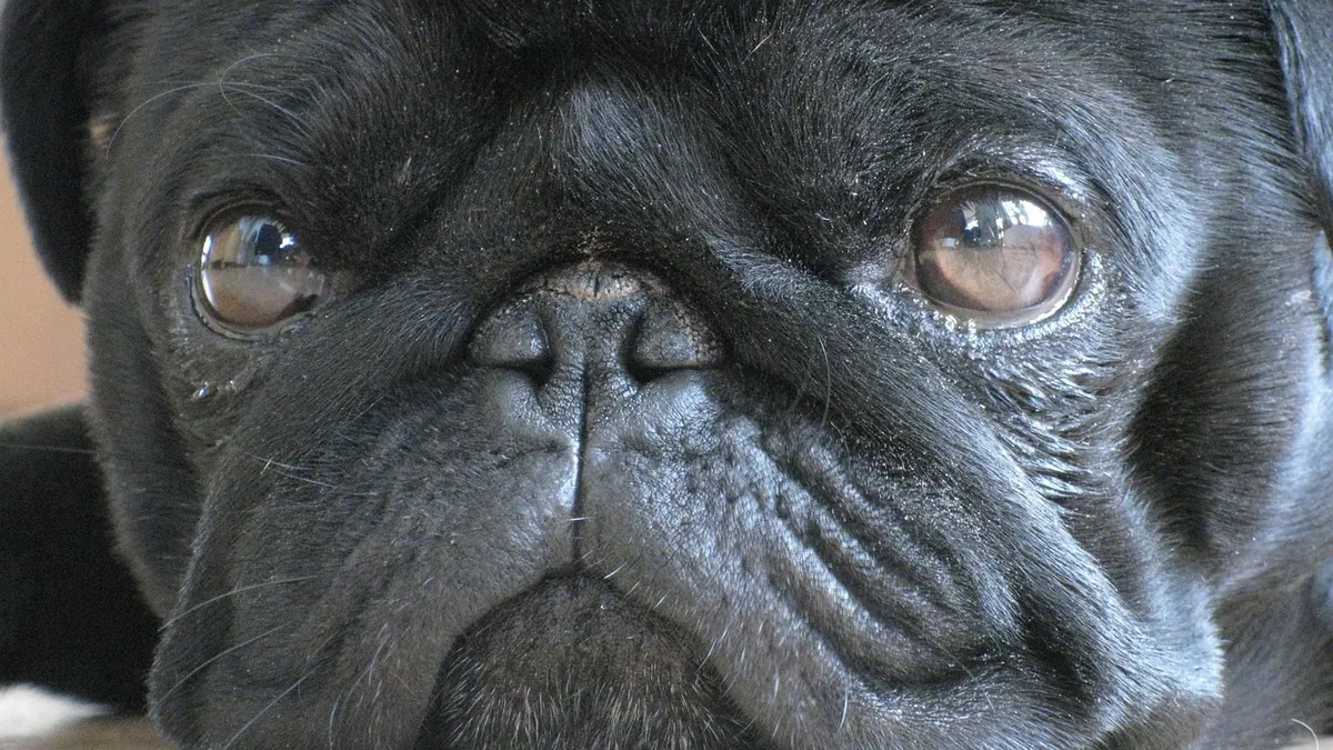 Bump on My Dog: What It Means and When to Worry
