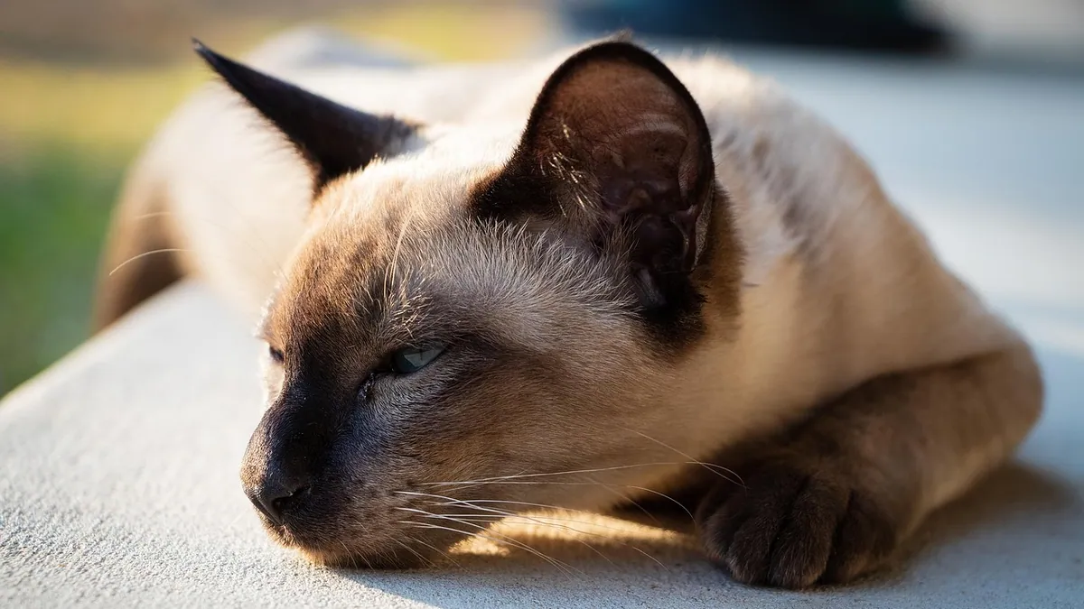 Buprenorphine Side Effects in Cats: What to Expect