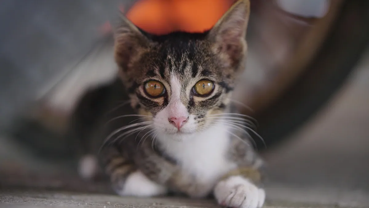 Buprenorphine for Cats: Uses, Dosing, and Safety