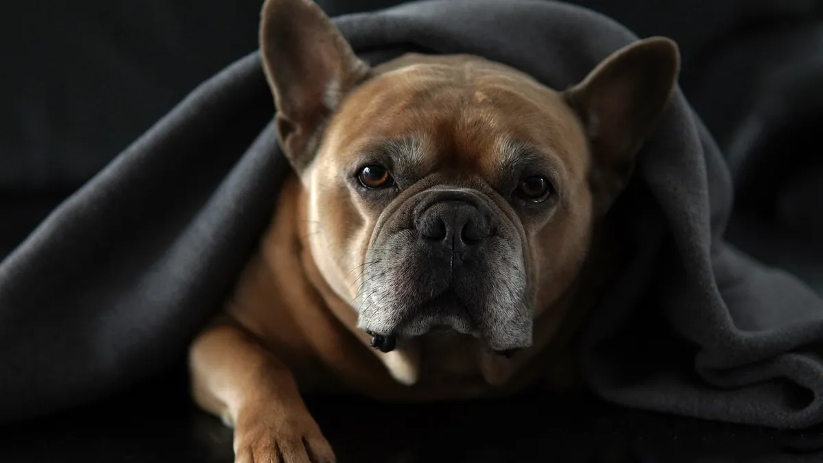 Buprenorphine for Dogs: Dosage and Dosing Basics
