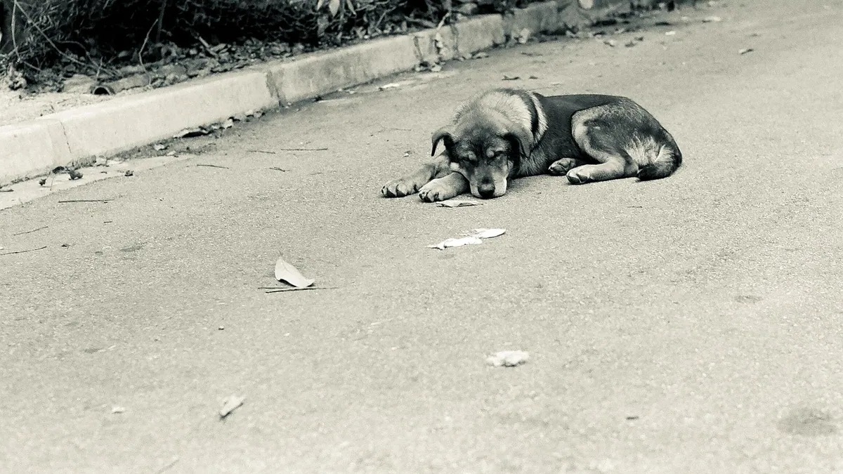 Buprenorphine for Dogs With Kidney Disease: Safe Pain Relief?