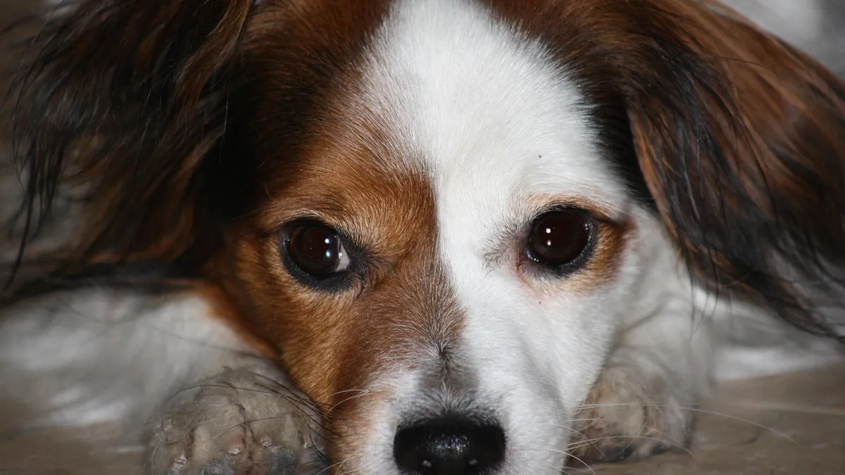 Buprenorphine for Dogs With Pancreatitis: Pain Control Explained